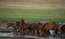 A Herd Comes to Drnk  Near Our Campsite