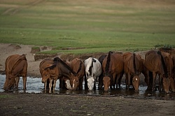 A Herd Comes to Drnk  Near Our Campsite