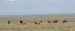 Wild Horses of Wyoming Blue Sky Sage Ride