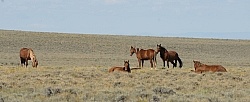 Wild Horses of Wyoming Blue Sky Sage Ride
