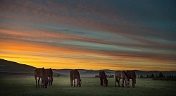 The Herd at Sunset in Camp