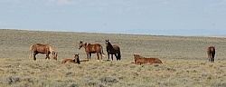 Wild Horses of Wyoming Blue Sky Sage Ride