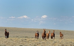 Wild Horses of Wyoming Blue Sky Sage Ride