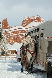 Tied to the Trailer in Winter
