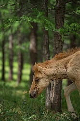 Mongolian Foal in the Woods