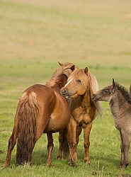 Mongolian Horse Family 