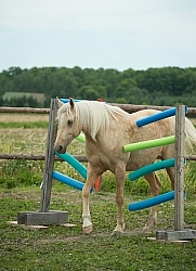 The Extreme Cowboy Race at Horse Country s Lantz McLaren Clinic
