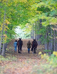 Standardbred with Tween