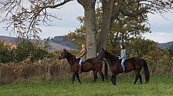 Standardbred with Tween