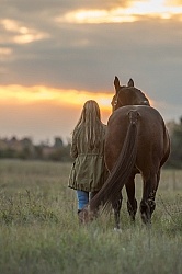 Standardbred with Tween