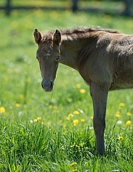 Rocly Mountain Foal Bonnie View Farms