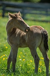Rocly Mountain Foal Bonnie View Farms