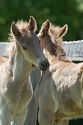 Rocky Mouintain Foals Bonnie View Farms