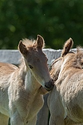 Rocky Mouintain Foals Bonnie View Farms