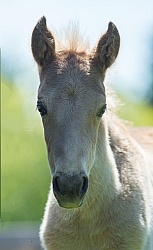 Rocky Mouintain Foal Bonnie View Farms