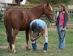 Farrier at Work