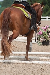 Kid in Western Trail Class at QH Show