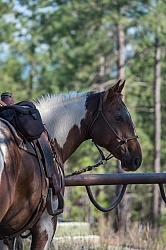 Bar W Ranch Horse Tied