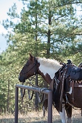 Bar W Ranch Horse Tied