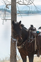 Bar W Ranch Horse Tied