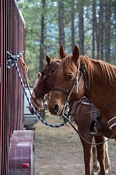 Horse Tied to Trailer
