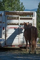 Bar W Ranch Horse Tied to Trailer