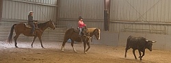 Team Penning at Bar W
