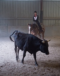 Team Penning at Bar W