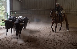 Team Penning at Bar W