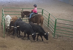 Team Penning at Bar W