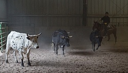 Team Penning at Bar W