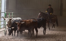 Team Penning at Bar W
