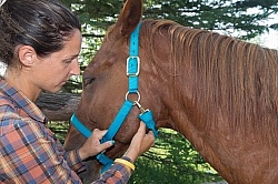 Taking Horses Pulse 
