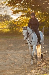 Schooling English on the Flat Thoroughbred Schooling