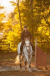 Schooling English over Poles Thoroughbred Schooling