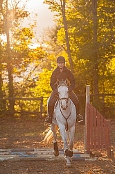 Schooling English over Poles Thoroughbred Schooling
