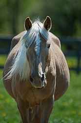 Pregnant mare