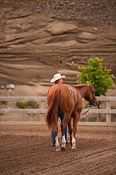 Appaloosa Leading Horse Around Show Grounds