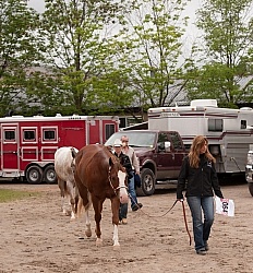 Appaloosa Leading Horse Around Show Grounds