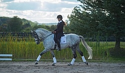 Dressage Schooling