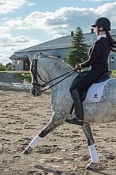 Dressage Schooling