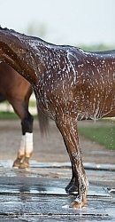 Bath Time at Keeneland, KY
