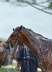 Bath Time at Keeneland, KY