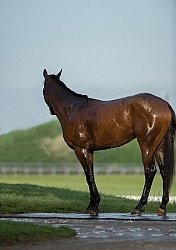 Bath Time at Keeneland, KY