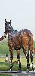 Bath Time at Keeneland, KY
