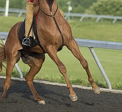 Misbehaving at the Track