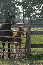 Mare and Foal Behind Gate