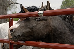 Nokota Horses Behind Gate
