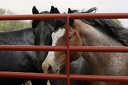 Nokota Horses Behind Gate