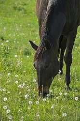Horses Out on Pasture